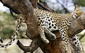 leopard sleeping