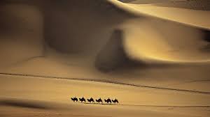 camels far away