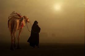 single camel dawn