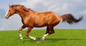 Sorrel trakehner stallion gallops in field