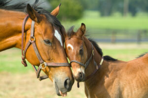 mare-and-foal