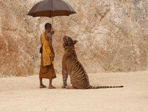 tiger under umbrella