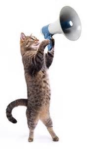 cat w megaphone