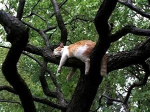 blog cat in a tree
