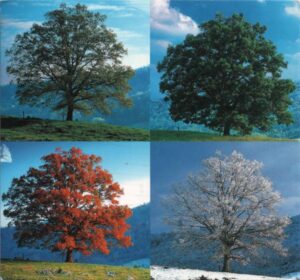 blog tree seasons