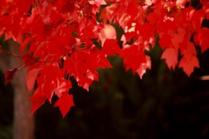blog fall colors