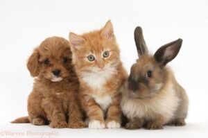 Ginger kitten, Butch, 9 weeks old, with Cavapoo pup and Lionhead rabbit