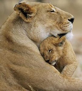 mother-lion-and-cub