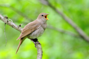 Singing nightingale against a background of greenery