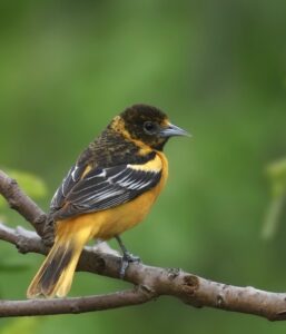 black and orange baltimore oriole singing on a branch