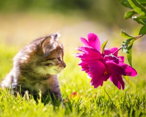 tabby kitten sniffing hot pink peony