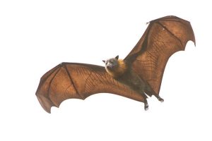 fruit bat in mid-flight, wings spread 
