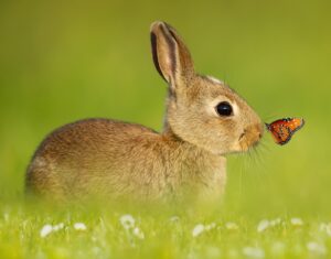 young rabbit with monarch butterfly on his nose