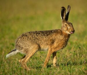 jack rabbit in the wild