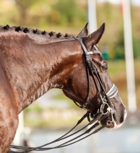 Bay horse with double bridle and show braids