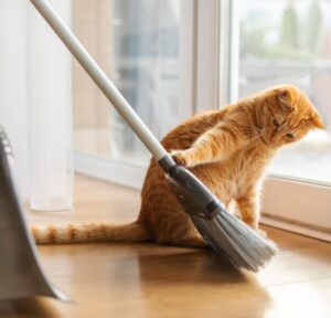 Orange cat playing with a broom