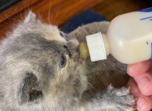 three week old kitten guzzling from a baby (kitten) bottle