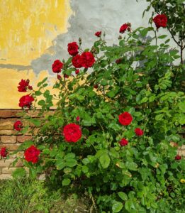 red rose bush blooming against an old wall