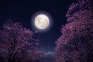 full moon rising over blooming pink cherry trees