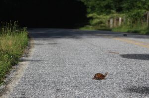 box turtle crossing a country road