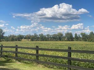 white puffy clouds in a blue sky over a field of ripening soy beans