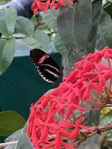 black and orange butterfly on hot pink flowers