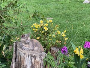 Cream tortie cat sitting on a stump amid colorful flowers