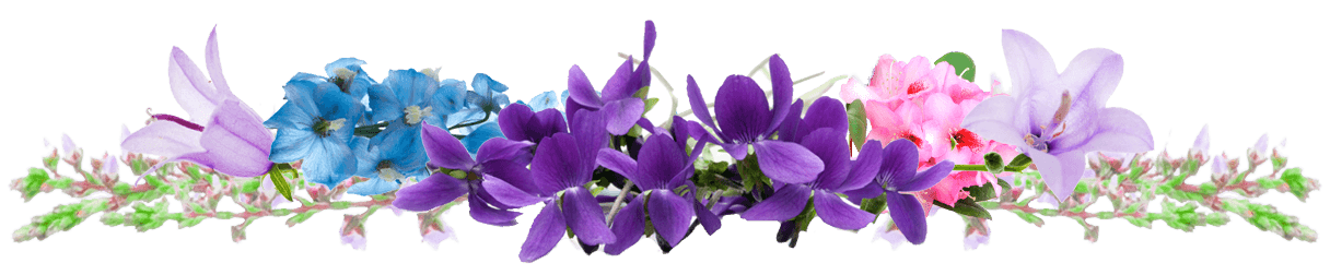 image of a violet