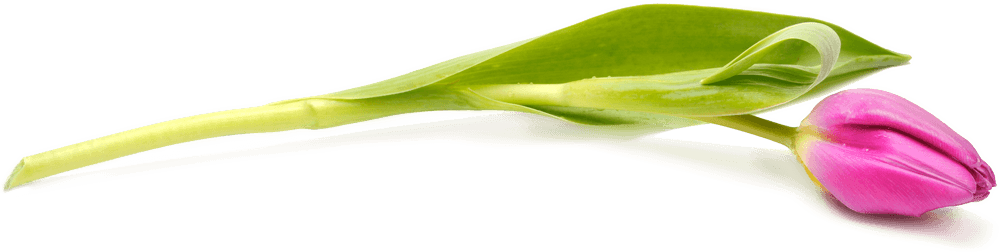 image of a tulip